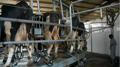一个养牛场需要哪些设备呢 这篇文章告诉你,现代养牛设备大全