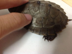 我的乌龟壳边上白了一道,里面能看到透明的壳和白色的东西,乌龟是不是生病了,如果是该怎么办 