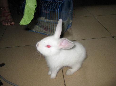 两只兔子一年可以繁殖多少后代 