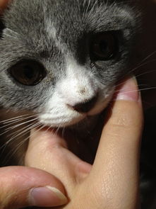 英短蓝白猫 小猫3个月大 鼻子上长了黑斑是怎么了 