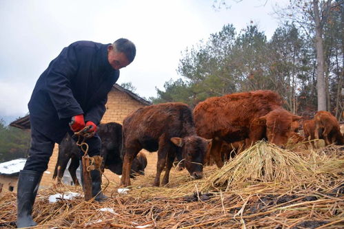 65岁大爷住土砖屋40年,把2个儿子培养成大学生,看他忙成啥样