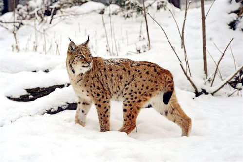 四川甘孜发现猞猁,趴在雪山标记领地,群狼路过闻到其气味赶紧跑