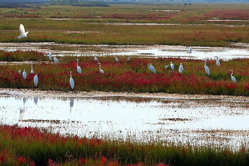 梦见沼泽地是什么意思 大鱼解梦网 