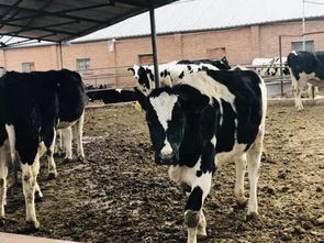 小小奶牛饲养员 亲子探秘奶牛场 喂奶牛 挤牛奶