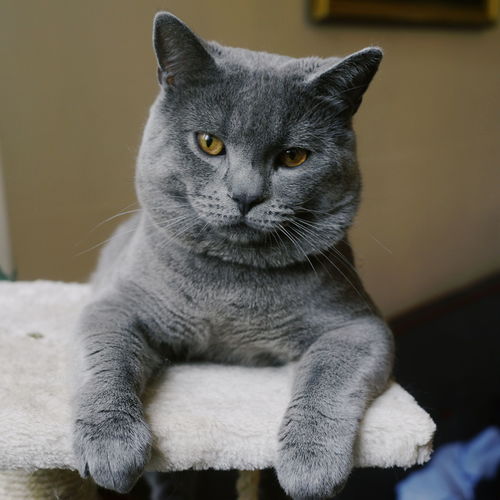 英短 俄罗斯蓝猫和沙特尔猫这三种猫的区别在哪里 