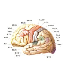 脑出血百科 脑出血医学疾病文章列表,第35页 快速问医生 