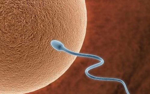 原创如果卵子与精子无法相遇，它又会去哪儿？害羞也要满足你的好奇心