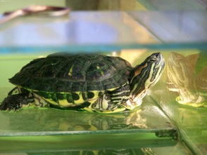 为什么小巴西龟会淹死 