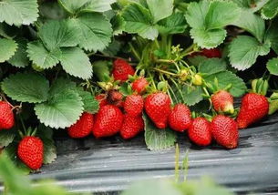 水果丨草莓熟了,还不趁着大好阳光采摘去 