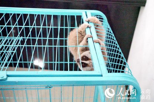 国家一级保护动物蜂猴获救 民警取名 萌萌