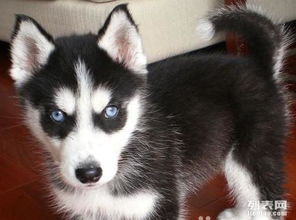 纯种哈士奇雪橇犬三火蓝眼流星尾宠物赛级狗幼犬质量