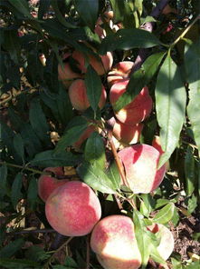 桃树的种植技术 
