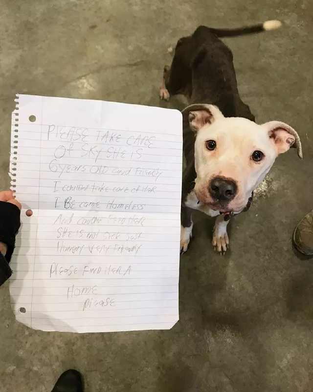 狗狗被遗弃救助站门前,身边的纸条写着 替我好好照顾它