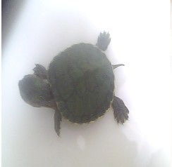 请问,这只小乌龟是什么品种 多大年龄 是巴西龟么 小家伙长五厘米多 