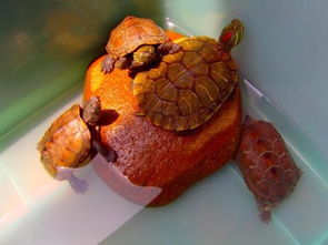 家养的乌龟可以晒太阳吗 乌龟壳为什么变软了点啊 