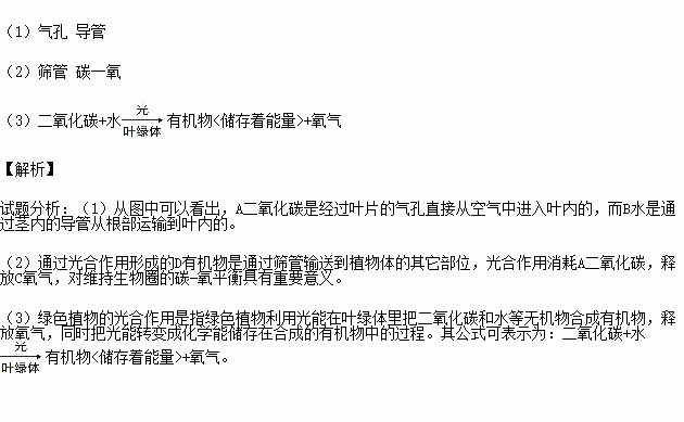 填出图中字母所代表的与光合作用有关的物质名称