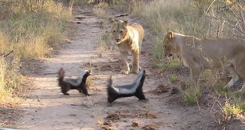 勇敢 南非两蜜獾对抗三只狮子毫不畏惧