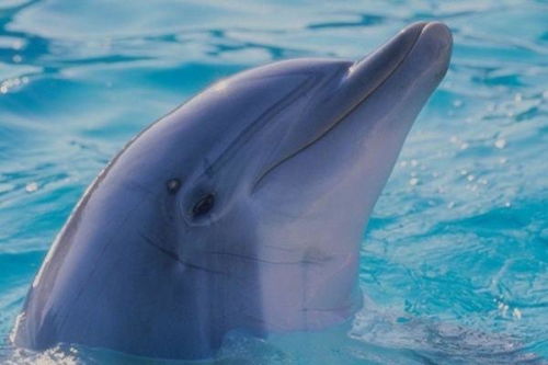 海豚眼中的人类究竟长什么样子 它们为什么如此愿意亲近人类 
