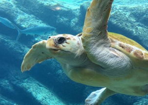 海龟能活多少年(海龟能活多少年能长多大?)