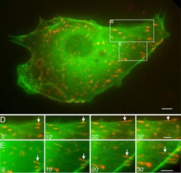细胞信号运动的图像 
