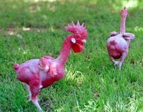 以色列人培育出无毛鸡,产蛋能力提升20 ,吃鸡不用拔毛了 