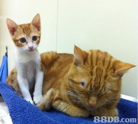 九龙猫医院提供猫猫检查,猫猫疫苗,猫猫化验等服务