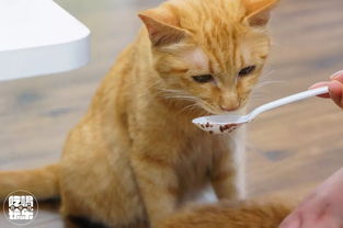 猫咖卫生报告 你平时去的猫咖究竟有多脏 