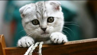 求这种折耳的灰色猫的唯美图片 