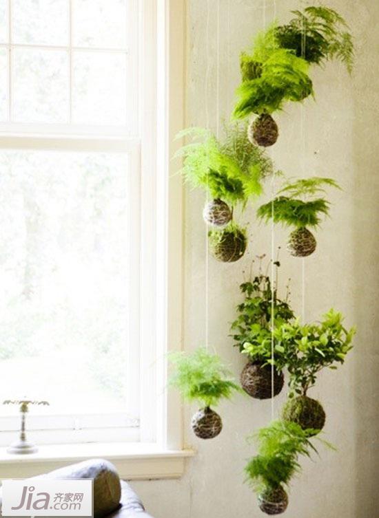 如何搭配挂在墙上的绿色植物 