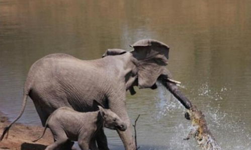 象妈妈带孩子河边喝水,却被鳄鱼咬住鼻子,小象勇敢救下妈妈