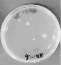 高校饮水机暗藏虫卵 专家 定期清洗消毒 