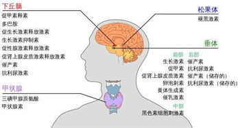 好奇研究所 让人害羞的荷尔蒙