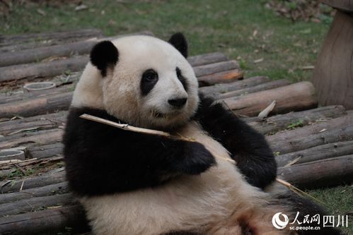 五一 期间成都熊猫主题游火爆,游客赏 花 热情只增不减