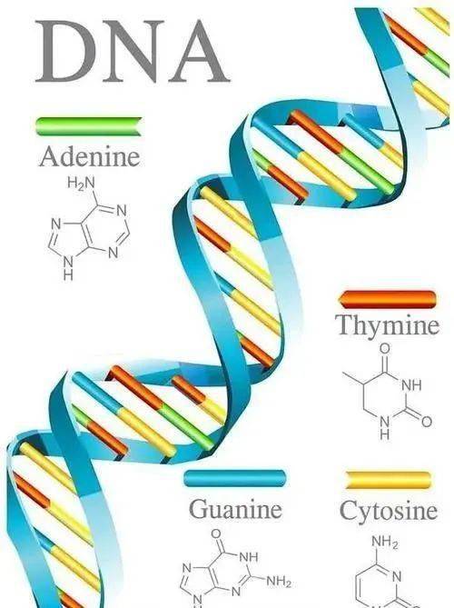 1,代表含義不同: (1)脫氧核糖核酸簡稱dna,是分子結構複雜的有機化合