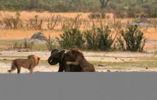 非洲雄狮展捕猎技巧 半小时扑倒幼象 