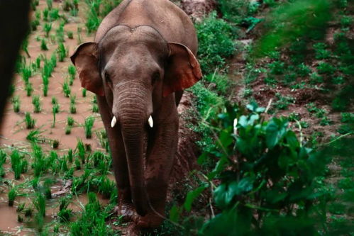 专家说大象躺平姿势很有讲究 离群独象已达10公里,安宁发布公告