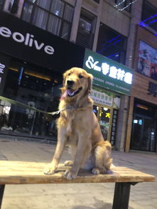 找领养,求在上海的爱狗人士,能有耐心早晚遛狗的 