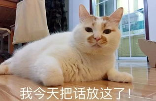 中国撸猫简史 全民萌宠背后的秘密