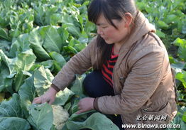 大碶菜农喜种台湾青梗松花菜 