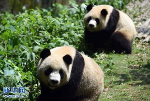 中国人工圈养大熊猫种群数量达422只 