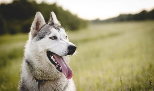 狗狗失明与渐进性视网膜萎缩有关吗 怎么判断自家狗狗是否患这病