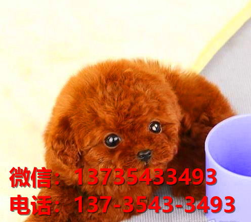 上海犬舍出售纯种泰迪犬卖狗买狗在哪有狗市茶杯泰迪狗