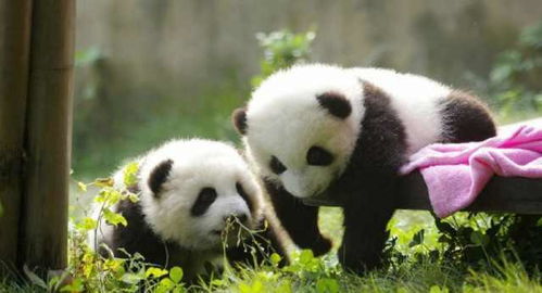 国外网友发问 凭什么中国拥有全部的大熊猫 网友回答亮了