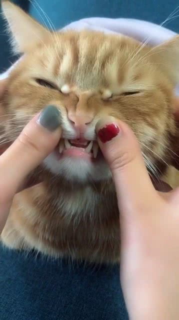 橘猫的牙齿也这么可爱 