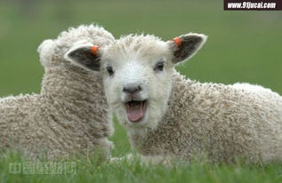 避属羊致出生减少 他们都属羊你怕什么 