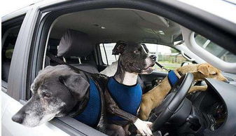 主人们带宠物狗狗坐车时要注意的事项有哪些 