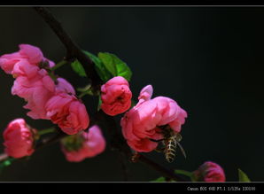 春意盎然 继续练拍花