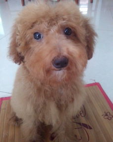 我家的狗狗毛发一直都不卷,是纯种泰迪么,如果是为什么毛不卷