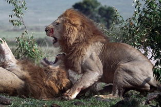 兄弟之战 狮子兄弟为争夺母狮大打出手 