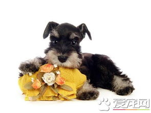北京哪里能买到巨型雪纳瑞 乾通名犬繁殖中心
